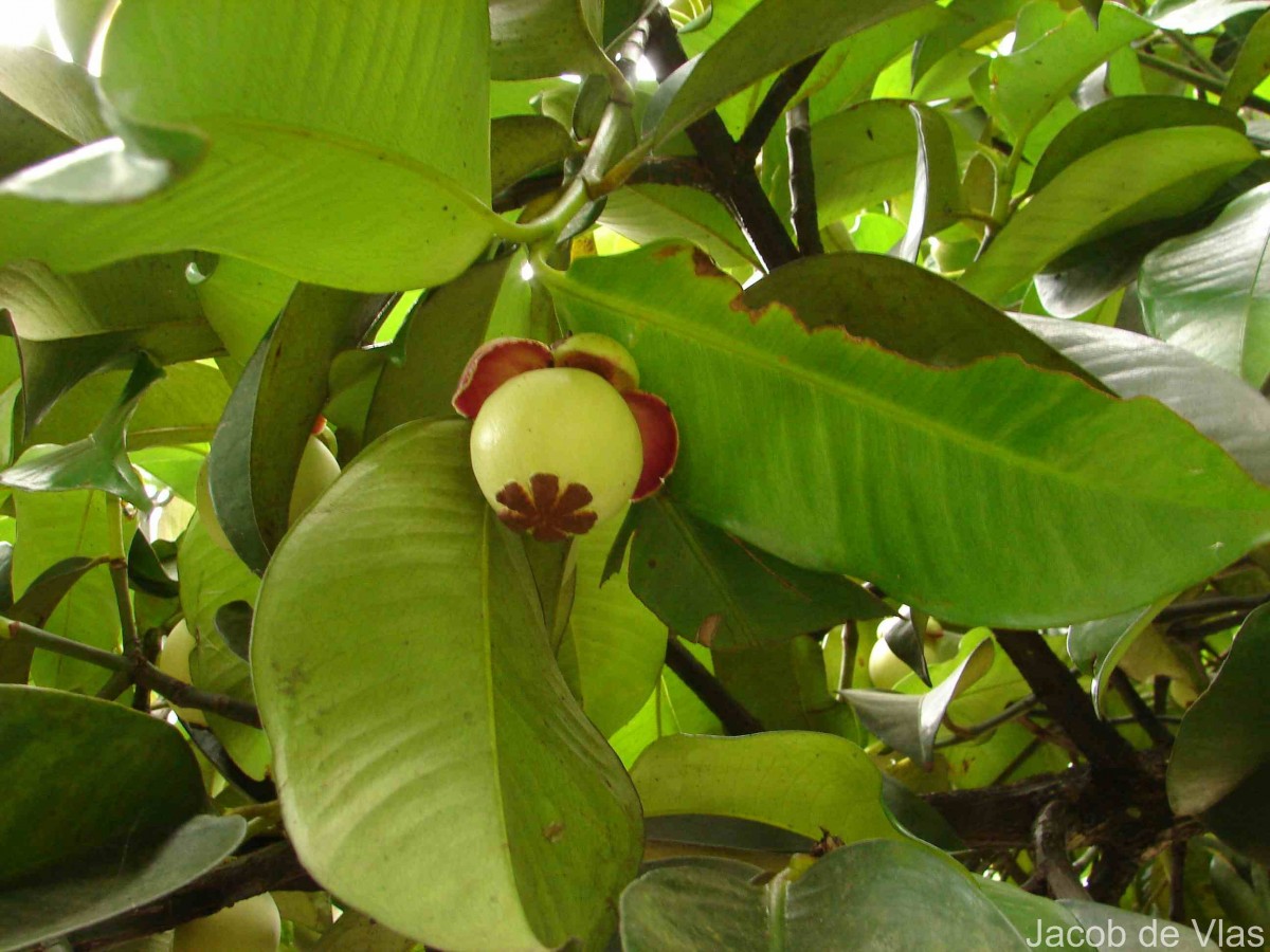 Garcinia mangostana L.